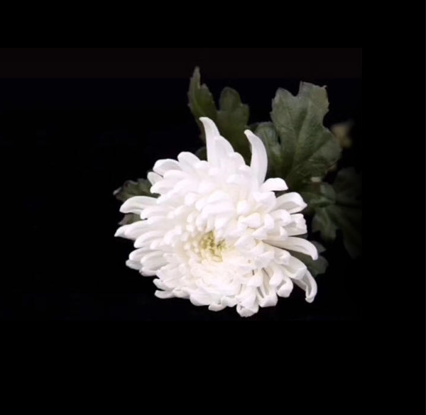 e82047fdc11b4e8e9c877520ad697c73.png 微信图片_20200404190651.png